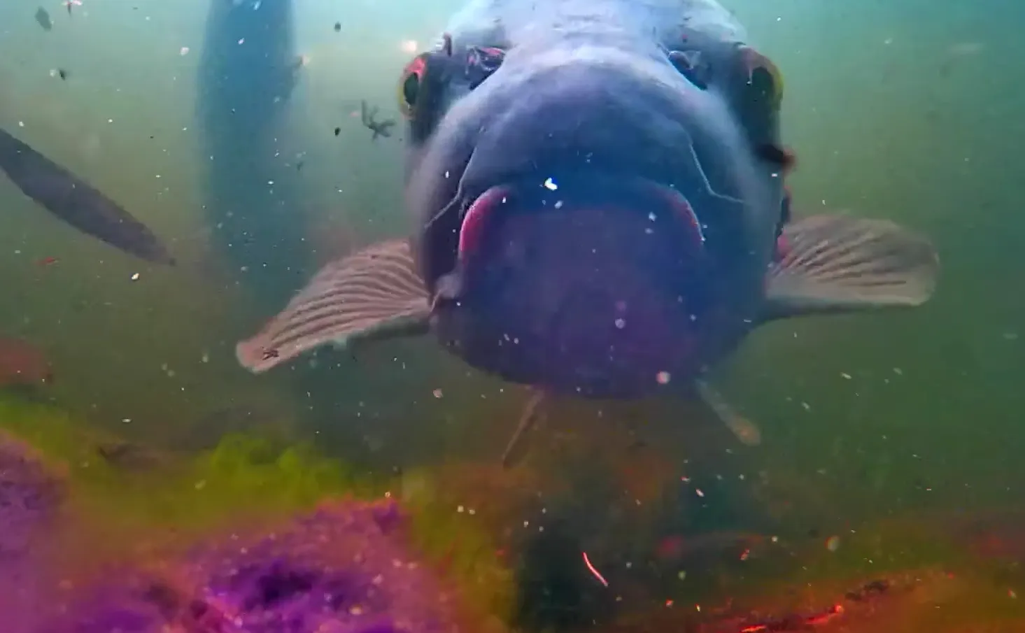 Is CanFish CF1 Right for You? What It Does — And What It Doesn’t