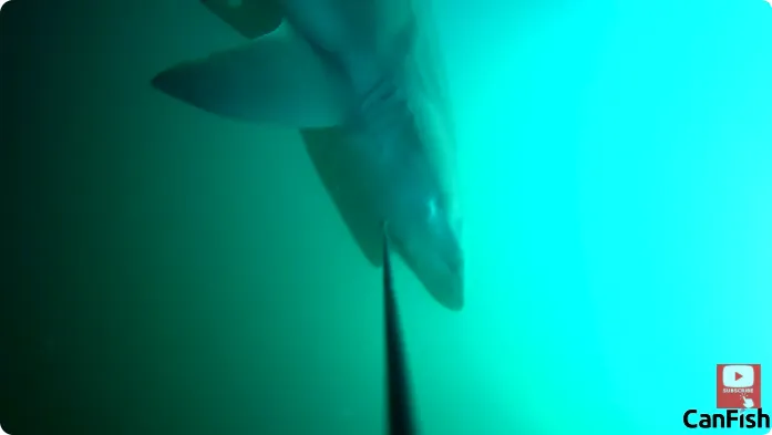 Witness the Bite: 3 Sharks in One Trip with CanFish Fishing CamX Camera